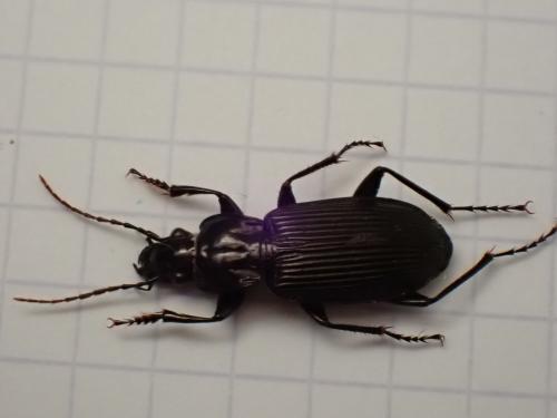Pterostichus niger